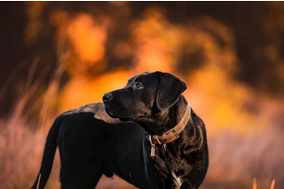 Dog Poop Pickup in Barton Hills Michigan