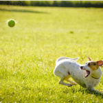 Dog Poop Pickup in Barton Hills Michigan