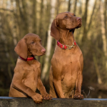 Dog Poop Pickup in Barton Hills Michigan