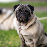Dog Poop Pickup in Barton Hills Michigan