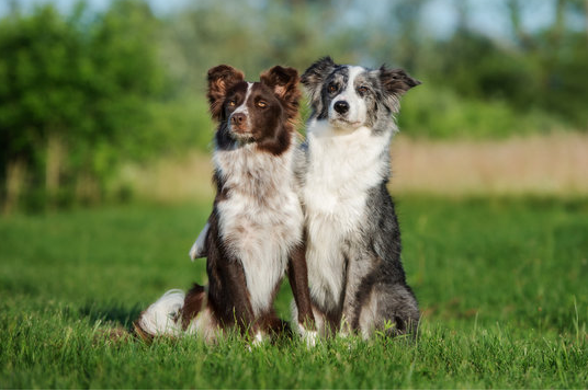 Dog Poop Pickup in Barton Hills Michigan